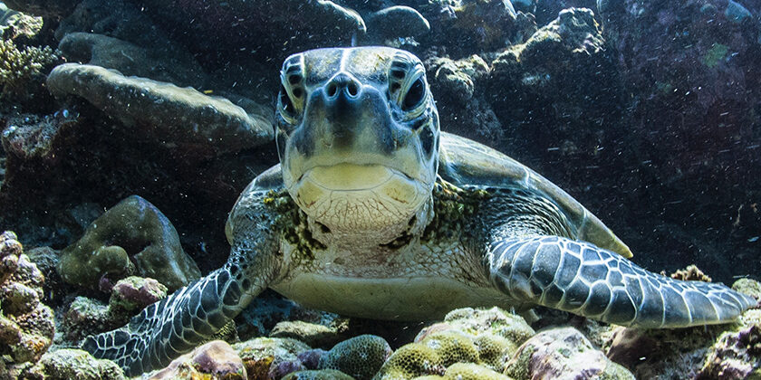 Kaafu Atoll – Atolls Page Kaafu Atoll - Atolls Page