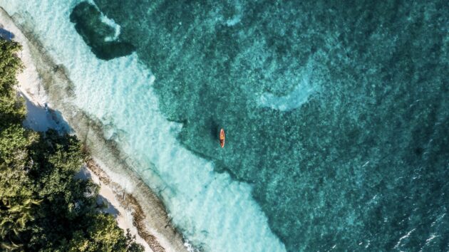 Tropical Tree Aerial view